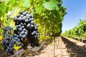 grapes.jpg