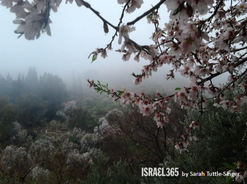 ISRAEL 72 Amendoeiras em flor.png