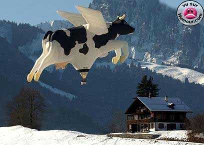 vaca_voadora.jpg vaca_voadora.jpg