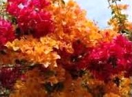 primavera.jpeg primavera.jpeg