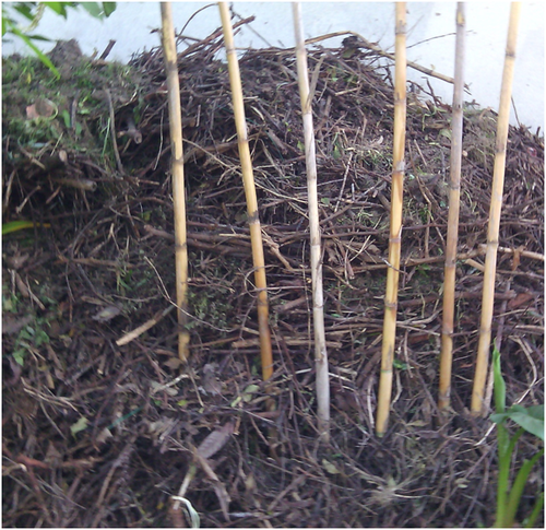 Compostagem.png Compostagem.png