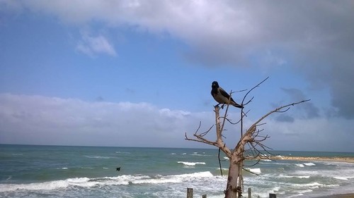 Pássaro na árvore à beira-mar.jpg